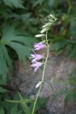 Campanula rapunculoides