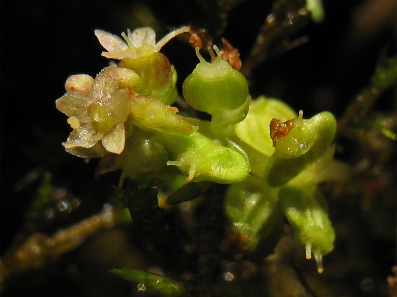 Изображение особи Hydrocotyle vulgaris.