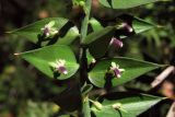 Ruscus aculeatus. Часть веточки с цветками на боковых листовидных побегах-филлокладиях. Южный Берег Крыма, мыс Мартьян. 3 января 2012 г.