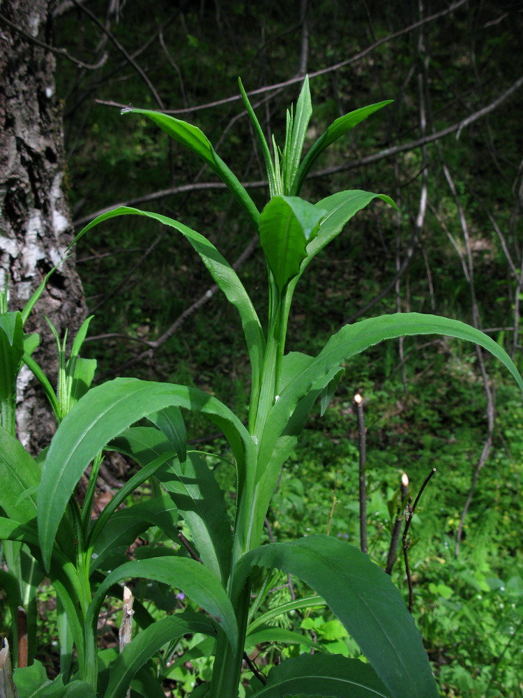 Изображение особи Saussurea stolbensis.