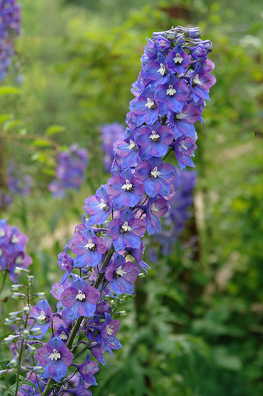 Изображение особи Delphinium &times; phoeniceum.