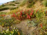 Rumex occultans