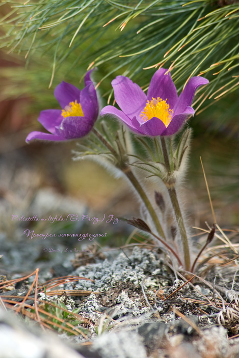 Изображение особи Pulsatilla multifida.