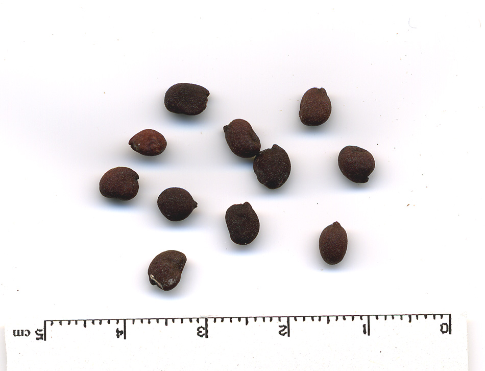 Image of Sinopodophyllum hexandrum specimen.