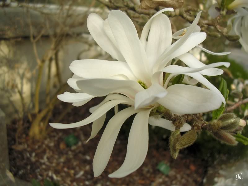 Image of Magnolia stellata specimen.