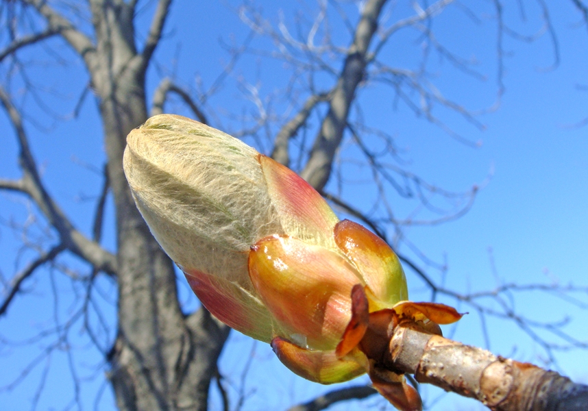 Изображение особи род Aesculus.