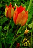 Tulipa agenensis