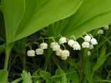 Convallaria keiskei. Соцветия. Хабаровский край, Ванинский р-н, окр. пос. Высокогорный. 17.06.2006.