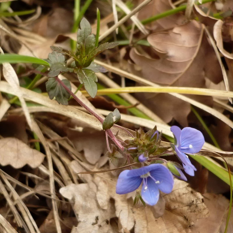 Image of Veronica umbrosa specimen.