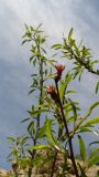 Amygdalus fenzliana