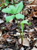 Arisaema amurense. Цветущее растение в дубовом лесу. Приморский край, г. Находка. 27.05.2012.