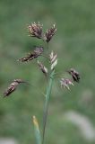 Poa alpina