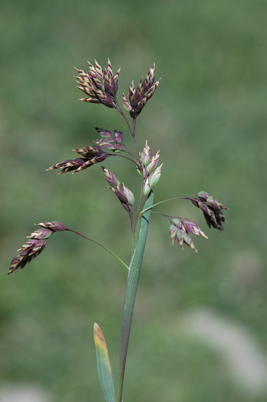 Image of Poa alpina specimen.