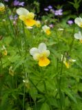 Viola tricolor. Цветущие растения. Крым, гора Северная Демерджи. 2 июня 2012 г.