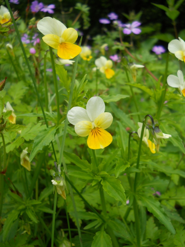 Изображение особи Viola tricolor.