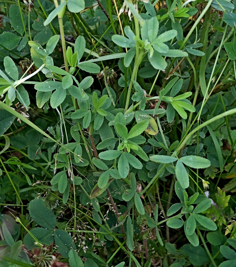 Изображение особи Trifolium aureum.