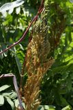 Osmunda regalis