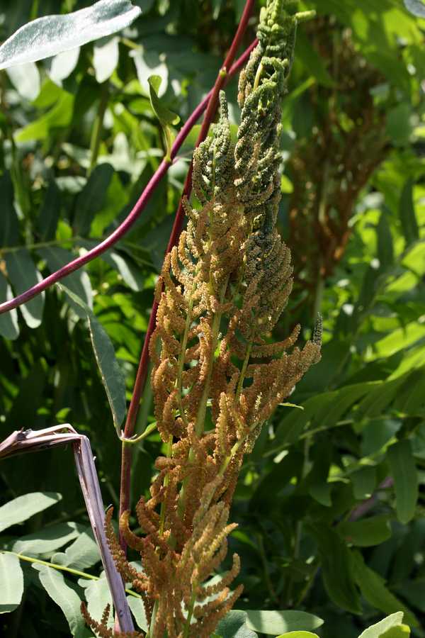 Изображение особи Osmunda regalis.