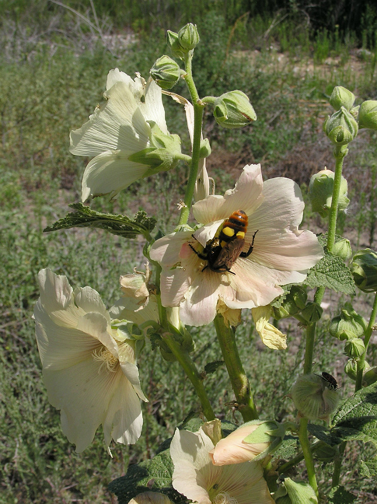 Image of Alcea rosea specimen.