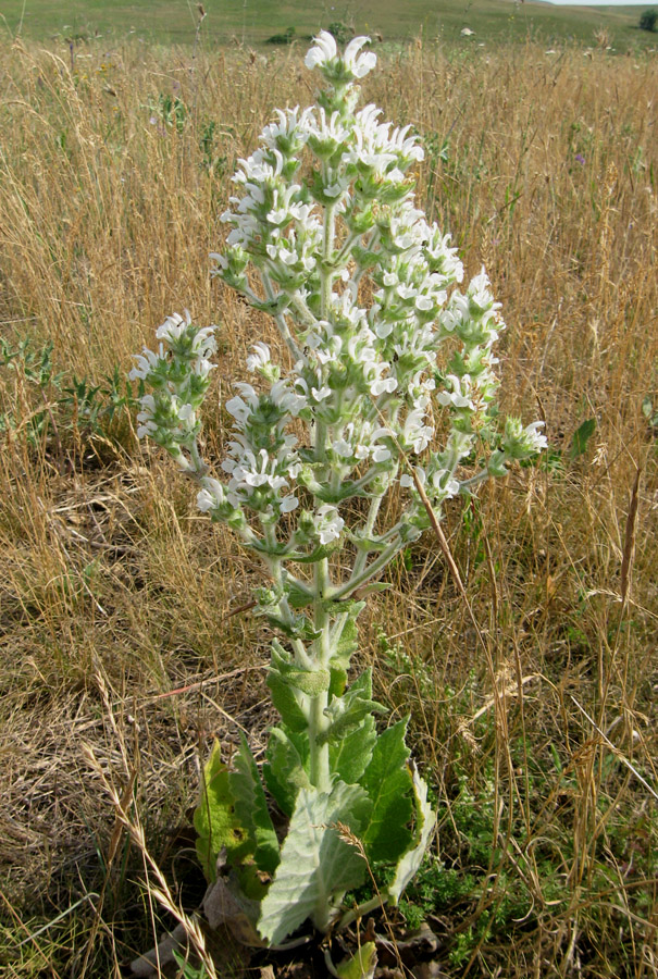 Изображение особи Salvia aethiopis.