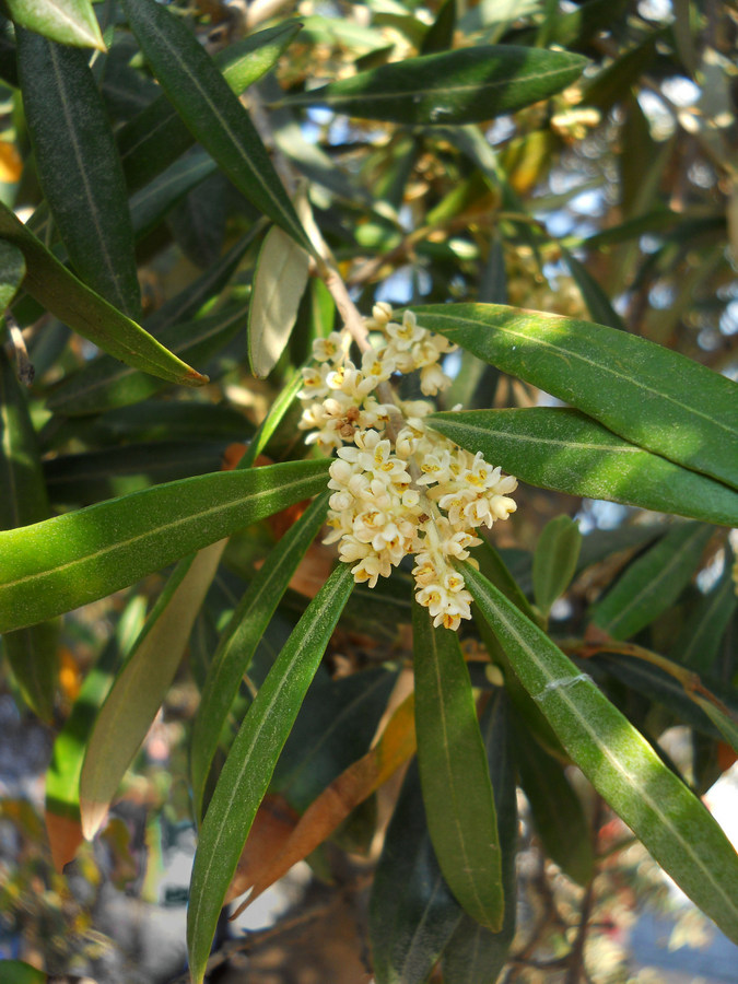 Image of Olea europaea specimen.