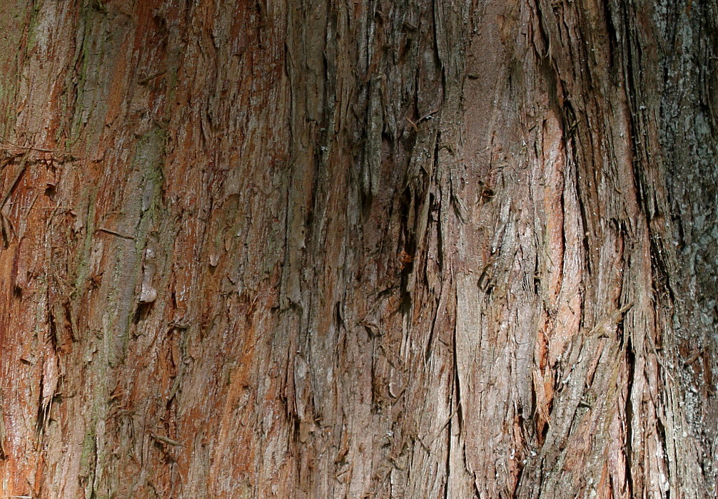 Image of Metasequoia glyptostroboides specimen.