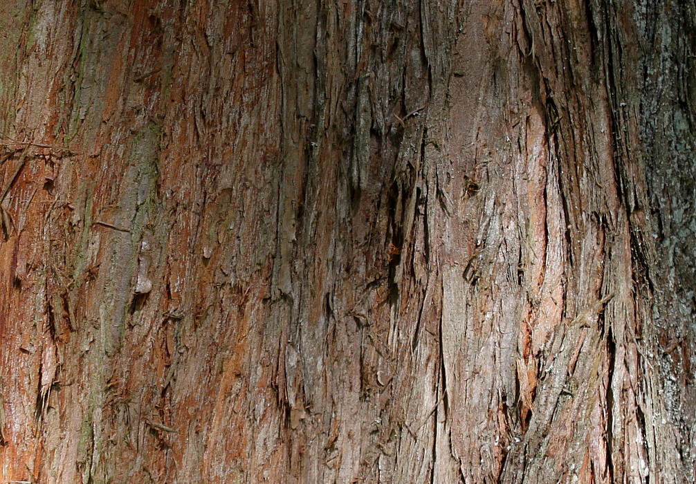 Изображение особи Metasequoia glyptostroboides.