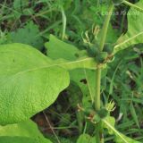 Triosteum sinuatum