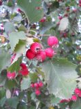 род Crataegus