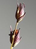 Panicum virgatum