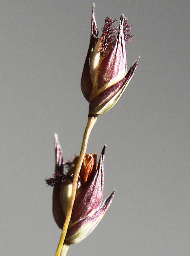 Изображение особи Panicum virgatum.
