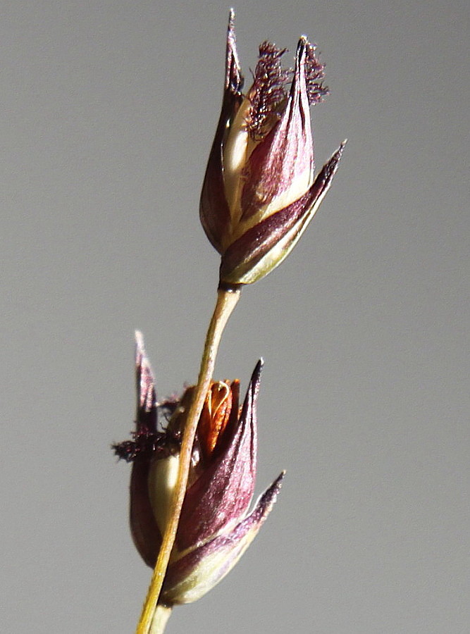 Image of Panicum virgatum specimen.