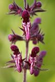 Stachys sylvatica