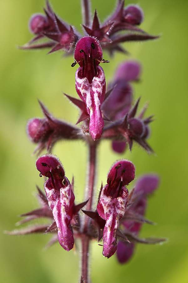 Изображение особи Stachys sylvatica.