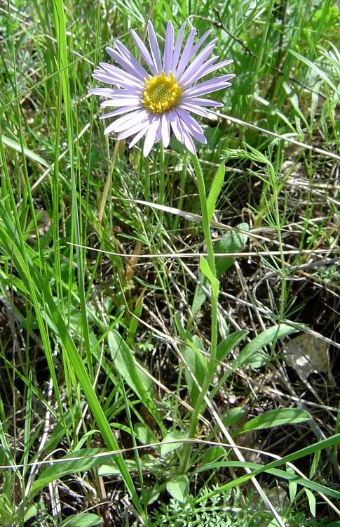 Изображение особи Aster alpinus.