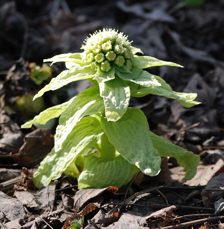 Image of Petasites amplus specimen.