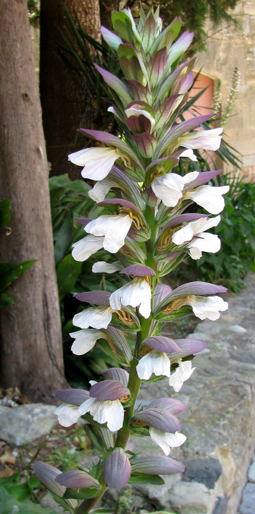 Image of Acanthus mollis specimen.