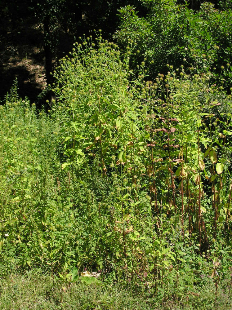 Изображение особи Dipsacus strigosus.