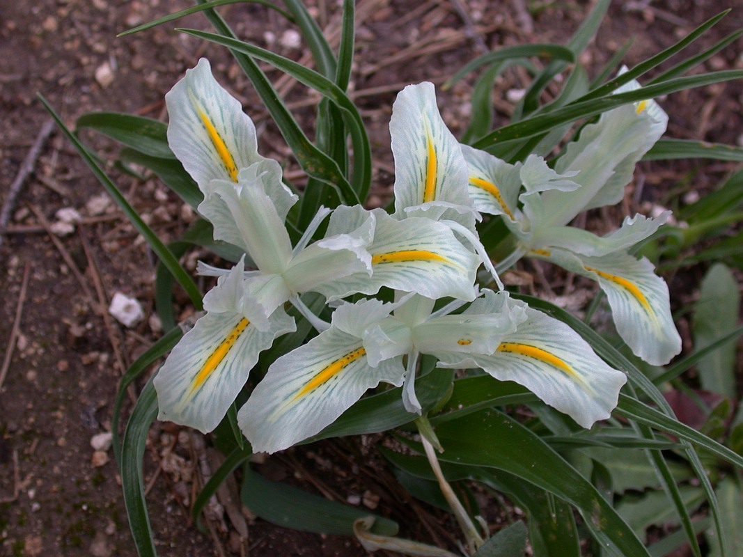 Image of Juno palaestina specimen.