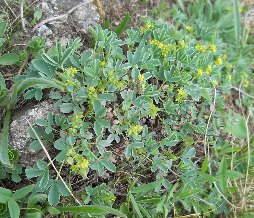 Image of Sibbaldia semiglabra specimen.