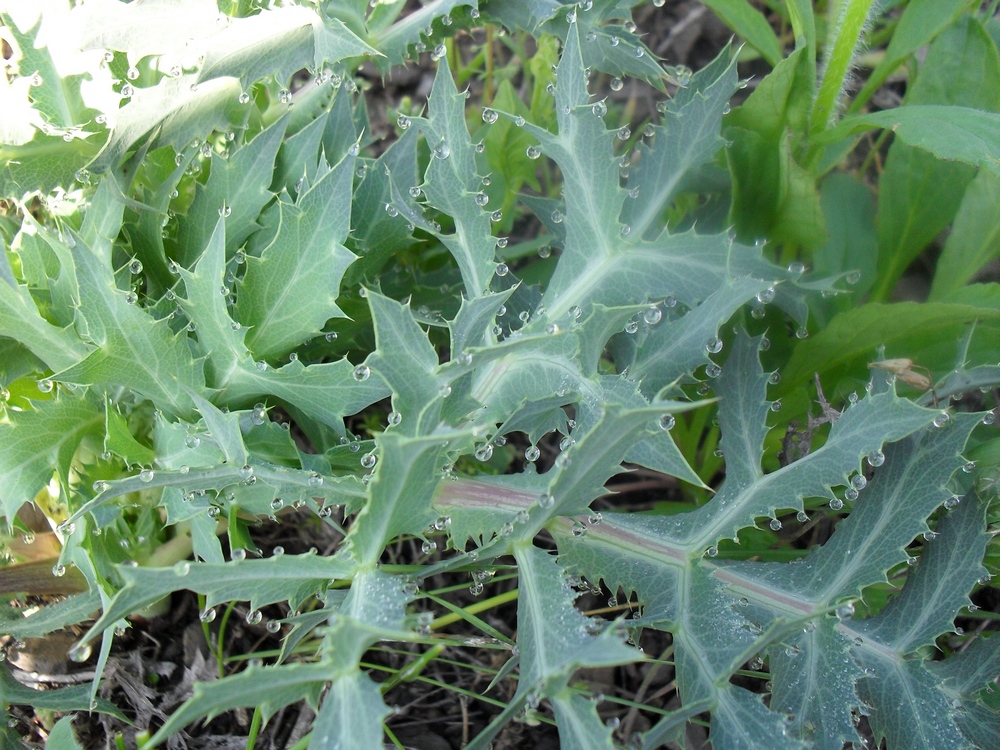 Изображение особи Eryngium campestre.