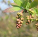 род Berberis