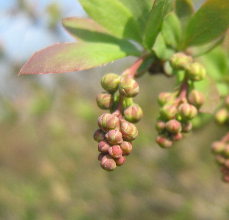 Image of genus Berberis specimen.