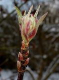 Viburnum × bodnantense. Верхушка веточки с развивающимся побегом с соцветием. Германия, г. Кемпен, в парке. 18.01.2013.
