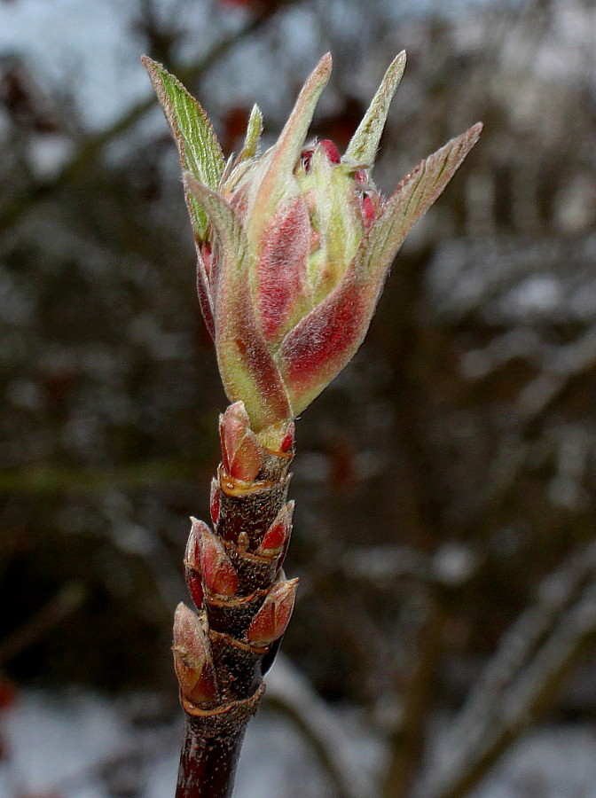 Image of Viburnum &times; bodnantense specimen.