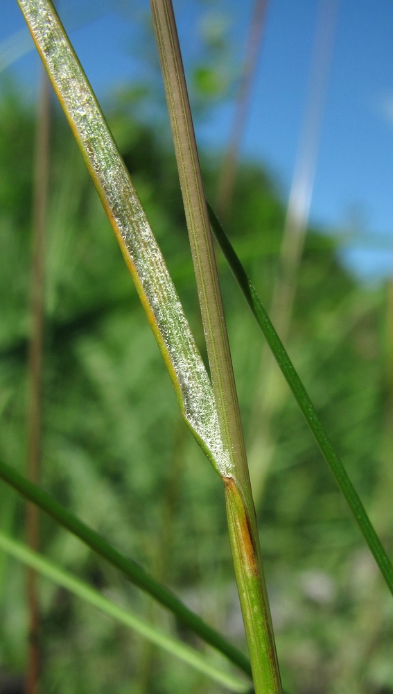 Image of Festuca rubra specimen.