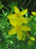 Hypericum perforatum
