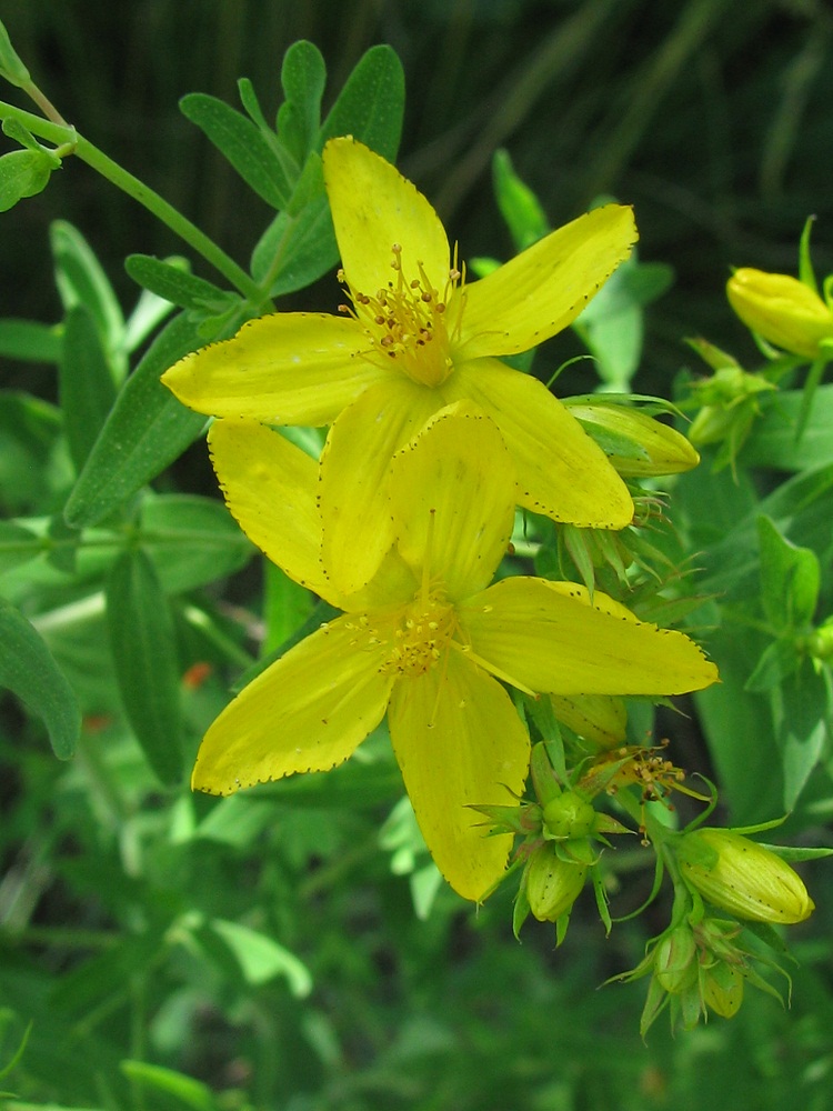 Изображение особи Hypericum perforatum.