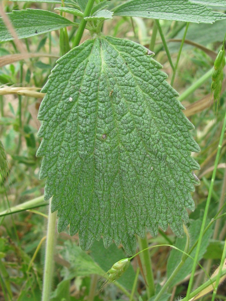 Изображение особи Marrubium praecox.