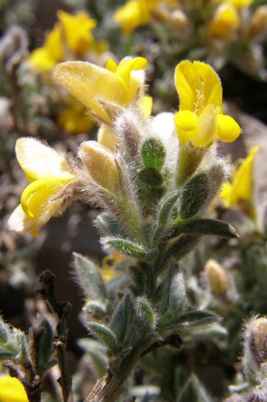 Изображение особи Genista albida.